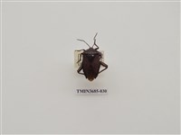 藏品(碩蝽)的圖片